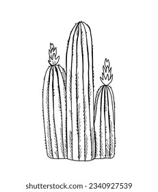 hand drawn cactus illustration. Vector Illustration. cacti with flowers. Set of cactuses. isolated on white background. cactus outline sketch. cactus drawing. cactus plants line art background.