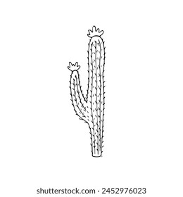 hand drawn cactus illustration. Vector Illustration. cacti with flowers. isolated on white background