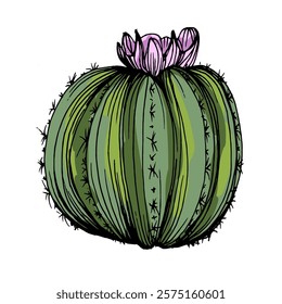 Hand drawn cactus illustration. Vector Illustration. Cacti with flowers