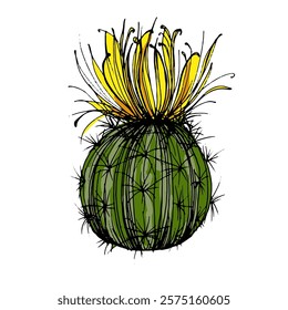 Hand drawn cactus illustration. Vector Illustration. Cacti with flowers