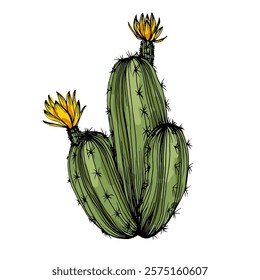 Hand drawn cactus illustration. Vector Illustration. Cacti with flowers