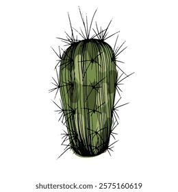 Hand drawn cactus illustration. Vector Illustration. Cacti with flowers