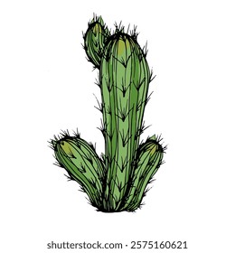 Hand drawn cactus illustration. Vector Illustration. Cacti with flowers