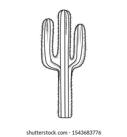 Hand drawn cactus isolated on white background. Engraving vintage style. Vector illustration.