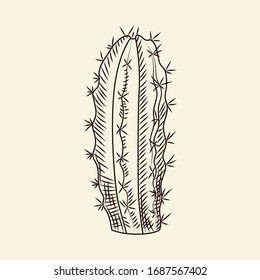 Cactus dibujados a mano aislados sobre fondo claro. Ilustración vectorial de cactus silvestres. Boceto suculento botánico. Grabando estilo vintage.