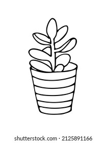 Hand drawn cactus in the pots. Vector illustration black and white home plants.