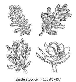 Hand drawn cactus set. Desert exotic plants succulents collection. Vector.