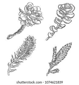 Hand drawn cactus set. Desert exotic plants succulents collection. Vector.