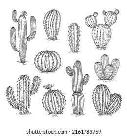 Hand drawn cactus set. Mexico cacti sketch elements. Desert plant and succulents, ink pencil botanical objects. Doodle vintage neoteric vector set