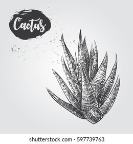 Hand drawn cactus sketch isolated on white background. House plants elemenets  sketch style vector illustration.