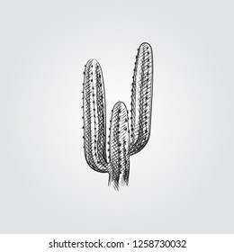 Hand Drawn Cactus Sketch Symbol isolated on white background. Vector Cactus In Trendy Style. Mexico hand drawing sketches elements