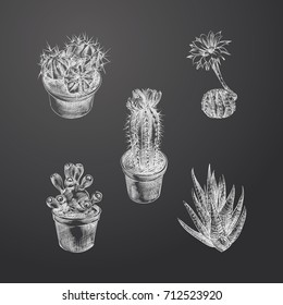 Hand Drawn Cactus Sketches Set. Collection Of Cactuses  Sketch Elements isolated on chalkboard