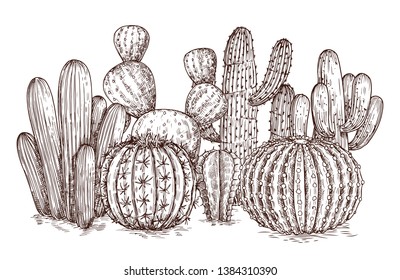 Hand drawn cactus. Western desert cacti mexican plants in sketch style vector illustration. Cactus mexican sketch, succulent plant sketched composition