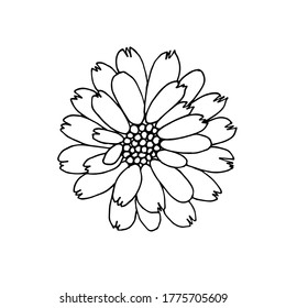 Hand drawn calendula flower. Black and white vector image. Idea for children's creativity, decor. Isolated on a white background.