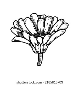 Hand drawn calendula flower. Realistic detailed botanical design element. Vector illustration in sketch stile