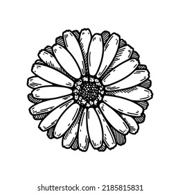 Hand drawn calendula flower. Realistic detailed botanical design element. Vector illustration in sketch stile