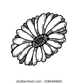 Hand drawn calendula flower. Realistic detailed botanical design element. Vector illustration in sketch stile