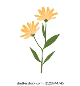 Hand Drawn Calendula. Flowering Plant With Green Leaves Isolated On White Background. Vector Illustration With A Flower.