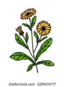 Hand drawn calendula flowering plant isolated on white background. Vector illustration in colored sketch style. Botanical design element