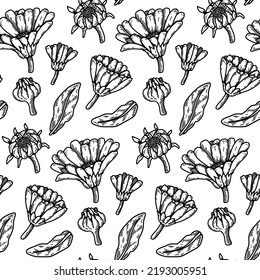 Hand drawn calendula seamless pattern. Medicinal plant botany design. Vector illustration in sketch style 