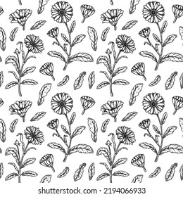 Hand drawn calendula seamless pattern. Medicinal plant botany design. Vector illustration in sketch style 