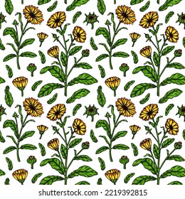 Patrón sin fisuras de caléndula dibujado a mano. Ilustración vectorial en el estilo de esbozo de color. Fondo botánico con flores de verano