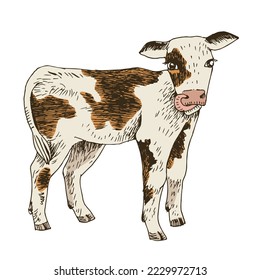 Hand drawn calf, isolated on a white background