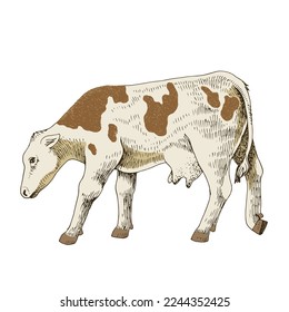 Hand drawn calf, isolated on a white background