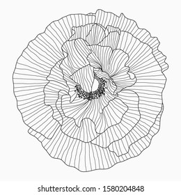 Hand drawn California poppy flowers and sketch with line art on a white background.