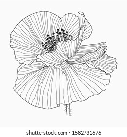 Hand drawn California poppy flowers and sketch with line art on a white background.
