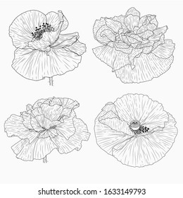 Hand drawn California poppy flowers and sketch with line art on a white background.