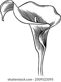 Hand drawn Calla Lily Flower Sketch Illustration Engraving Woodcut Vintage Style