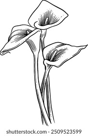 Desenhado à mão Calla Lily Flores Esboço Ilustração Gravura Woodcut Estilo vintage