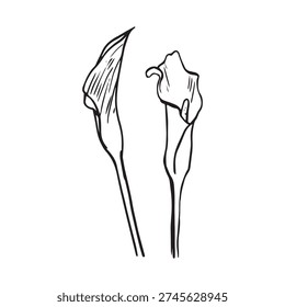 Hand drawn calla lily pair sketch, two calla lilies in profile and front view, elegant botanical flower stems, minimalist line art, black ink isolated on white