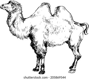hand drawn camel