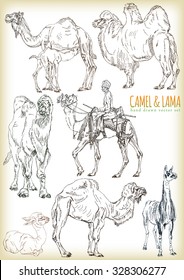 Hand drawn camel & lama vector set