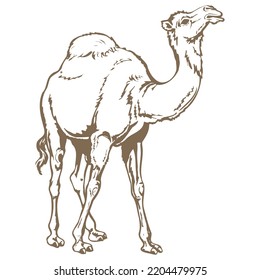 Hand Drawn Camel Wild Animal Vector Illustration
