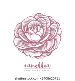 Hand drawn camellia flower. Floral line art vector illustration