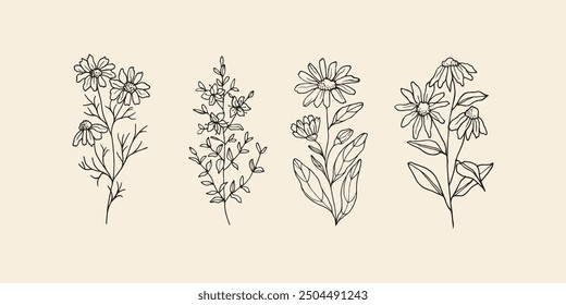 Hand drawn camomile, st.john's wort, calendula, echinacea flowers