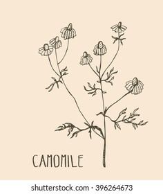 Hand drawn camomile. Vector illustration of medical herb camomile. Packaging design element