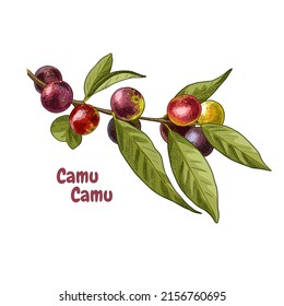 Hand drawn camu camu berries on a branch. Superfood. Vector illustration in retro style isolated on white background.