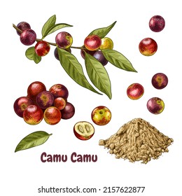 Hand drawn camu camu. Set of sketches with a branch with camu camu berries and leaves, powdered and berry cut in half. Superfood. Vector illustration isolated on white background.