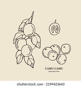 Hand drawn camu-camu tree illustration