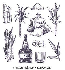 Hand drawn cane leaves, sugar plant stalks, sugarcane farm harvest, glass and bottle of rum. Vector set in vintage engraving style. Illustration of alcohol drink and sugarcane