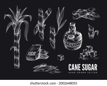 Hand drawn cane sugar icons set in style of chalk drawing on black board, vector illustration isolated on white background. Collection symbols for cane sugar packaging.