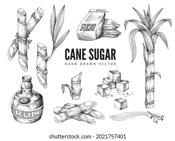 Hand drawn cane sugar related items set with sugarcane plants and sugar cubes, engraving vintage style vector illustration isolated on white background.