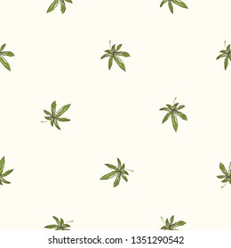 Hand drawn cannabis leaf seamless pattern. Vector illustration on white background in watercolor style. Natural vintage sketch for medical design. CBD, cannabis, hemp oil.