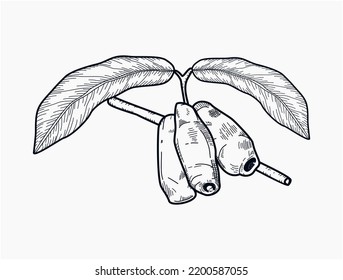 Hand drawn canning design for any purpose