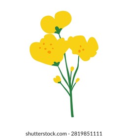 Hand drawn canola flower isolated on white background. Blooming rapeseed plant. Big yellow mustard flowers on stem. Oilseed rape. Great for cards, web design, posters, etc.