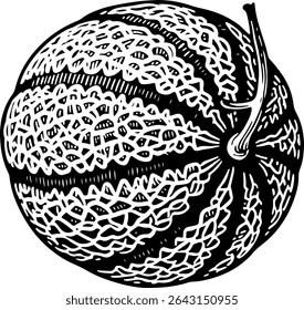 Desenhado à mão Cantaloupe Melon Illustration